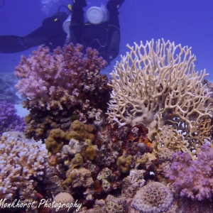 Diverse hard koralen